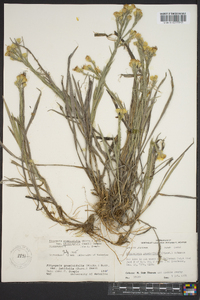 Pityopsis graminifolia image