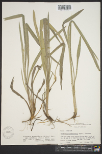 Pityopsis graminifolia image