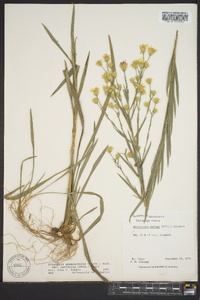 Pityopsis graminifolia image