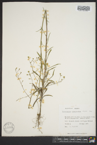 Croptilon divaricatum image