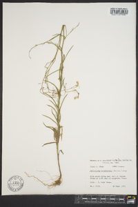 Croptilon divaricatum image