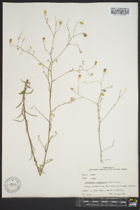 Croptilon divaricatum image