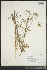 Croptilon divaricatum image