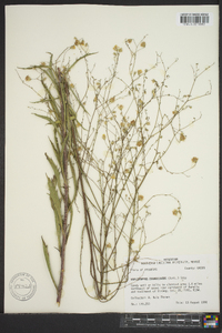 Croptilon divaricatum image