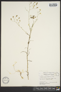 Croptilon divaricatum image