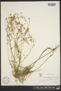 Croptilon divaricatum image