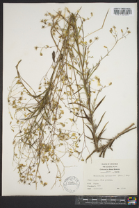 Croptilon divaricatum image