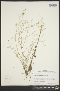 Croptilon divaricatum image