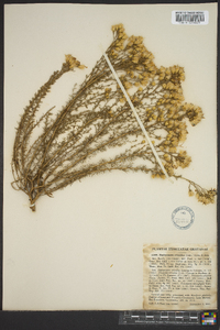 Haplopappus ericoides image