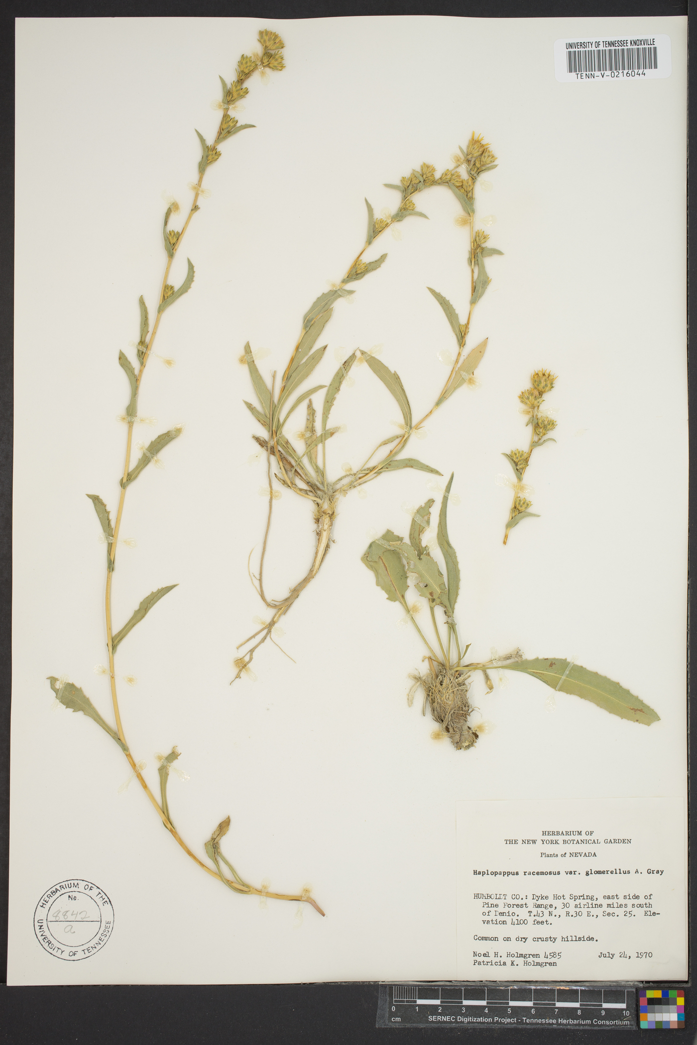 Pyrrocoma racemosa var. paniculata image