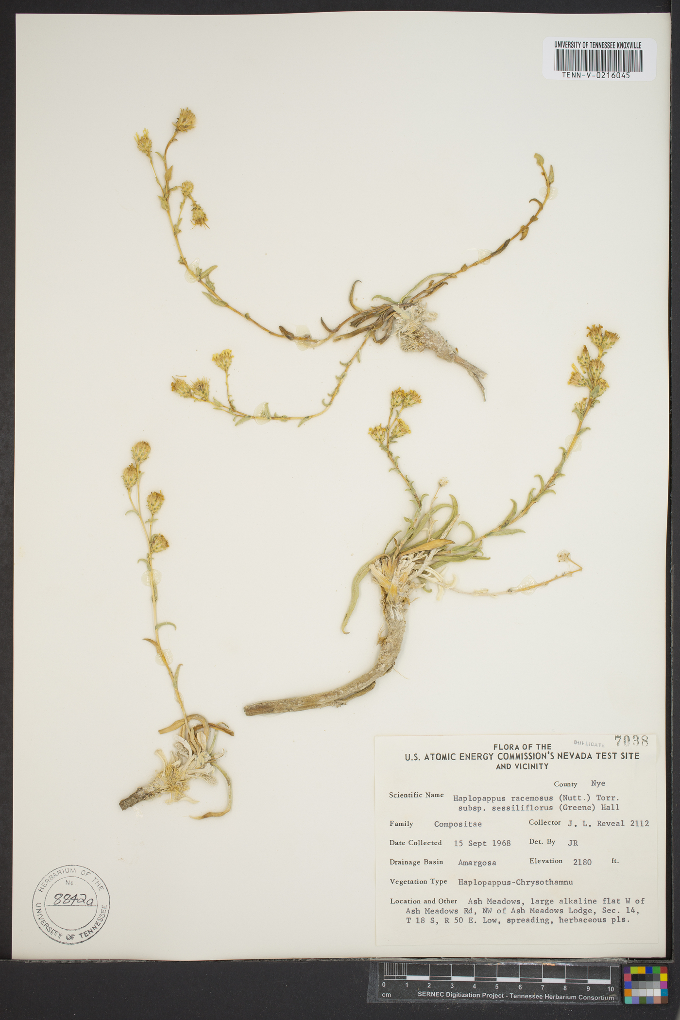 Pyrrocoma racemosa var. sessiliflora image