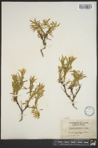 Ericameria suffruticosa image