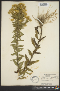Chrysopsis mariana image