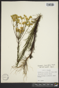 Chrysopsis linearifolia image