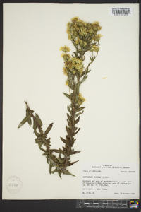 Chrysopsis mariana image