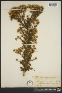 Chrysopsis scabrella image