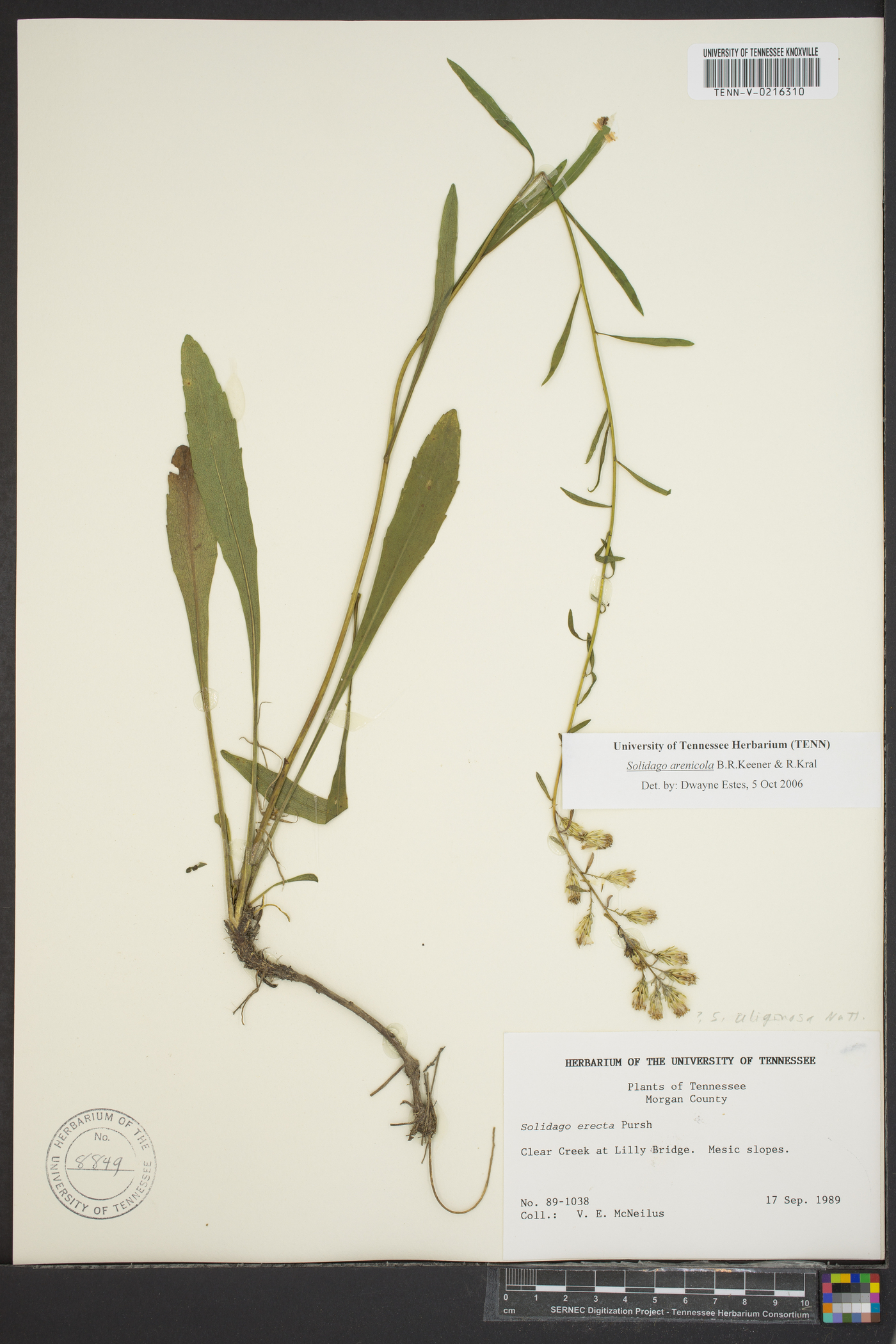 Solidago arenicola image