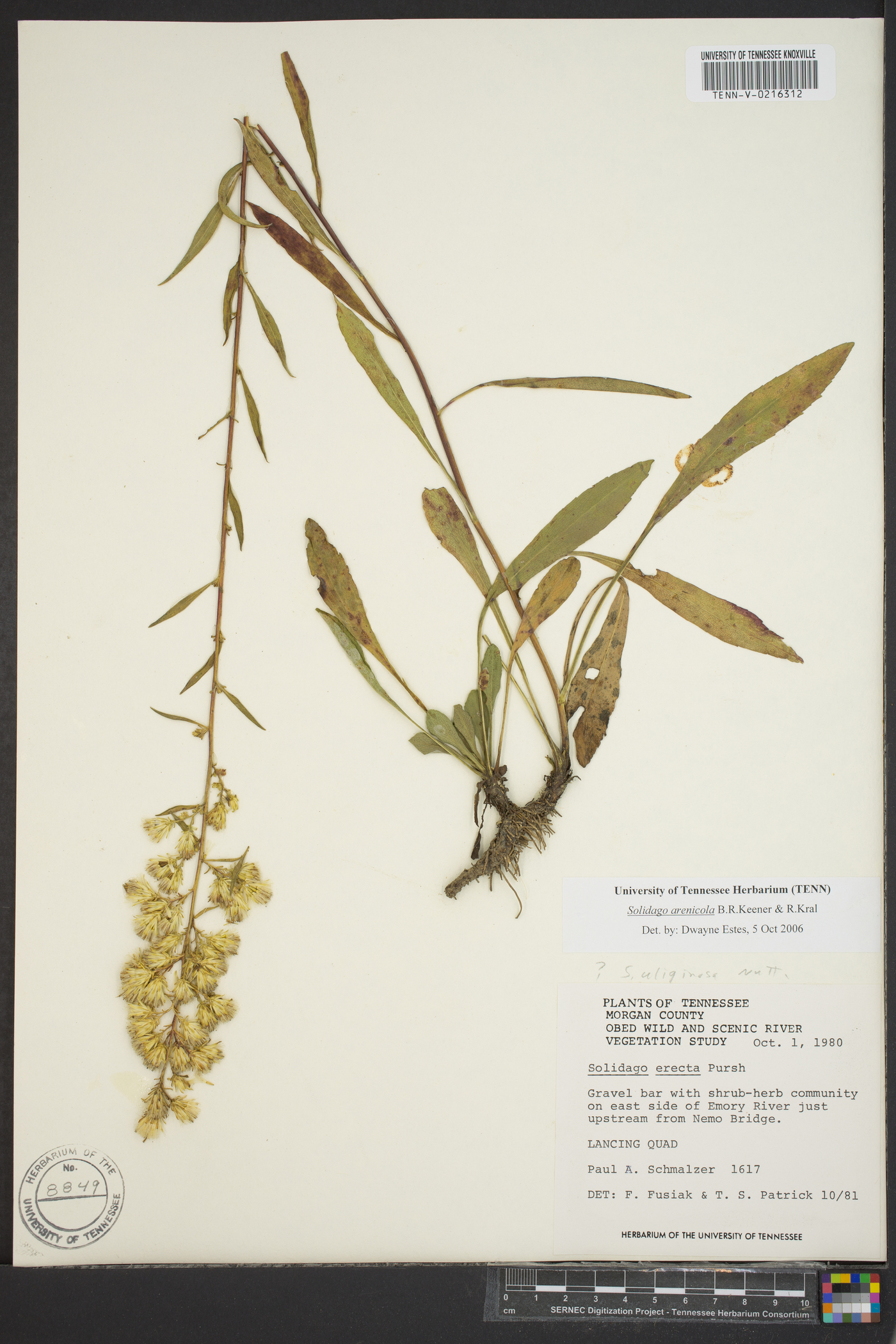 Solidago arenicola image