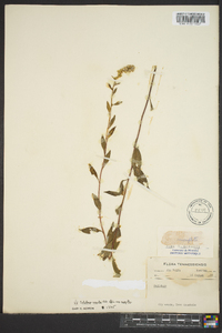 Solidago arguta subsp. arguta image