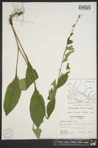 Solidago arguta subsp. boottii image