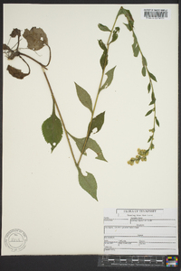 Solidago arguta var. boottii image