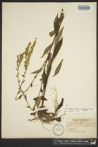 Solidago arguta subsp. caroliniana image
