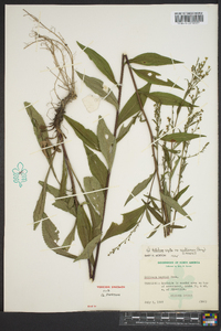 Solidago arguta subsp. caroliniana image