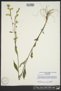 Solidago arguta subsp. caroliniana image