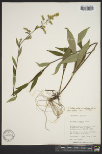 Solidago arguta subsp. caroliniana image