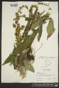 Solidago arguta subsp. caroliniana image