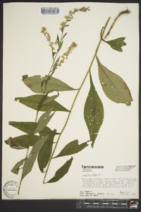 Solidago arguta subsp. caroliniana image