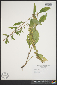 Solidago arguta subsp. caroliniana image