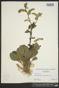 Solidago arguta subsp. caroliniana image