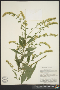 Solidago arguta subsp. caroliniana image