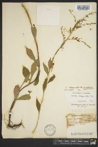 Solidago arguta subsp. caroliniana image