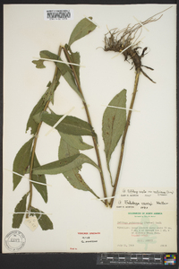 Solidago arguta subsp. caroliniana image