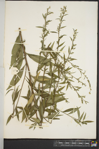 Solidago arguta subsp. caroliniana image