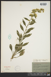 Solidago arguta subsp. caroliniana image