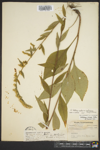 Solidago arguta subsp. caroliniana image