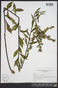 Solidago arguta subsp. caroliniana image