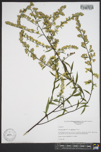 Solidago arguta subsp. caroliniana image