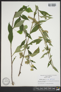 Solidago arguta subsp. caroliniana image