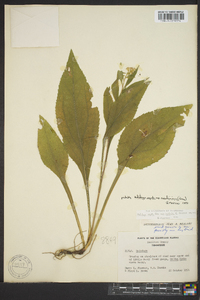 Solidago arguta subsp. caroliniana image