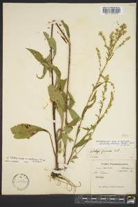 Solidago arguta subsp. caroliniana image