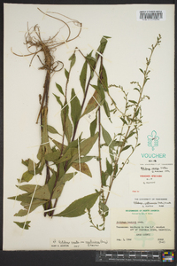 Solidago arguta subsp. caroliniana image