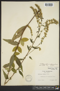 Solidago arguta subsp. caroliniana image