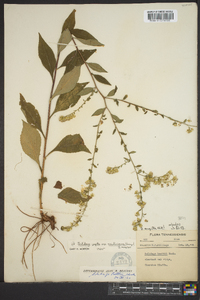 Solidago arguta subsp. caroliniana image