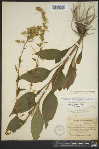 Solidago arguta subsp. caroliniana image