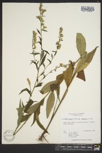 Solidago arguta subsp. caroliniana image