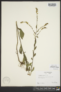 Solidago arguta subsp. caroliniana image